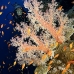 coral_soft_bro_l_ni_v_0303_egy1595.jpg